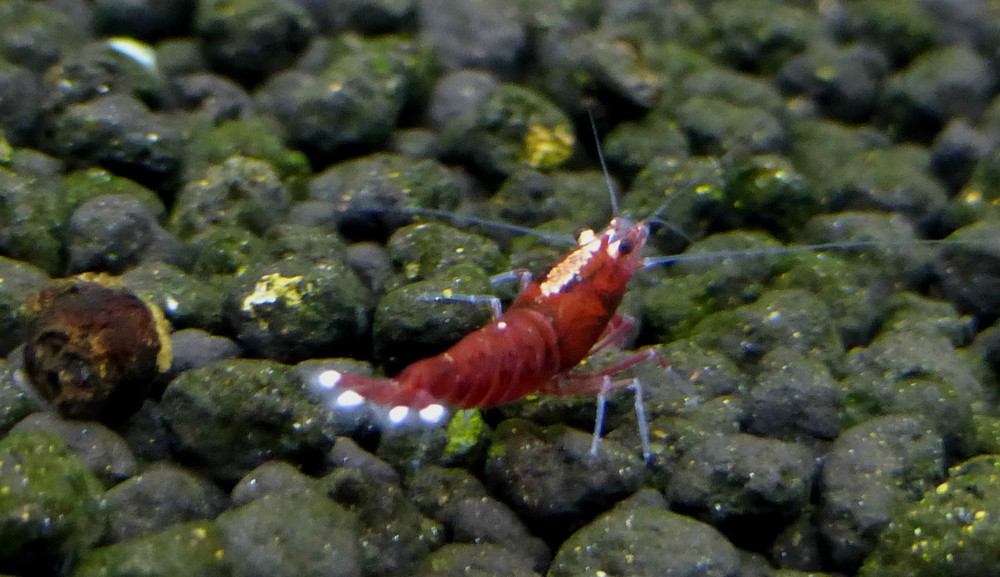 P1060169.jpg
