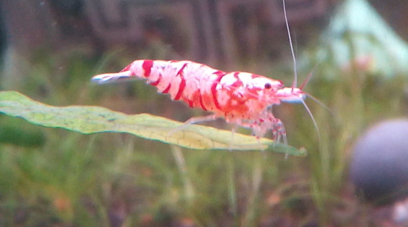 red.jpg
