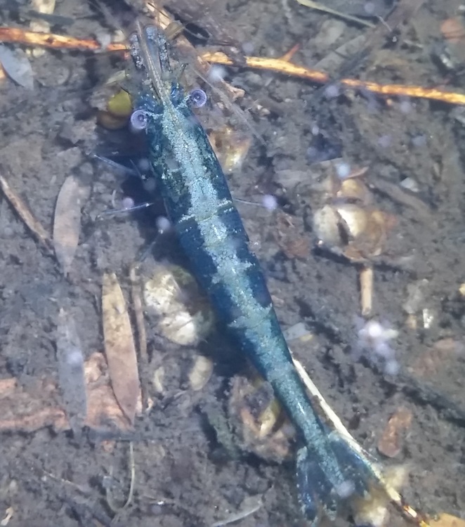 Green shrimp 2.jpg