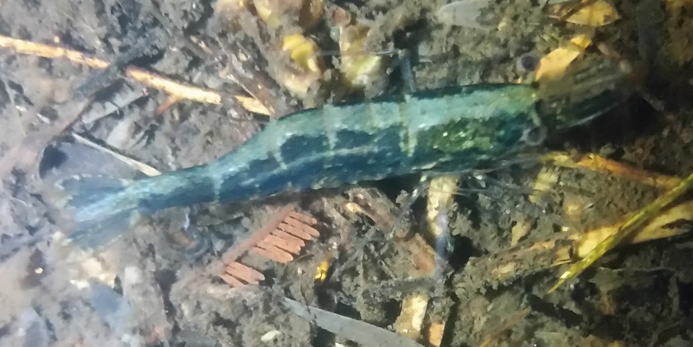 green shrimp - side on.jpg