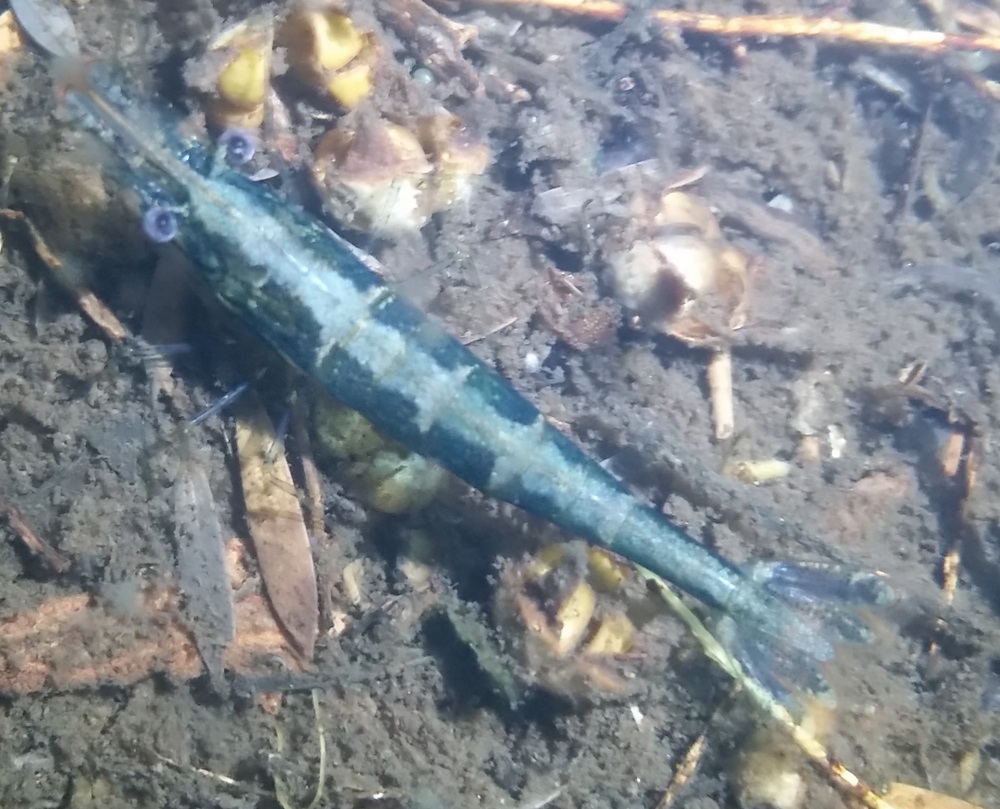 Green shrimp 3.jpg