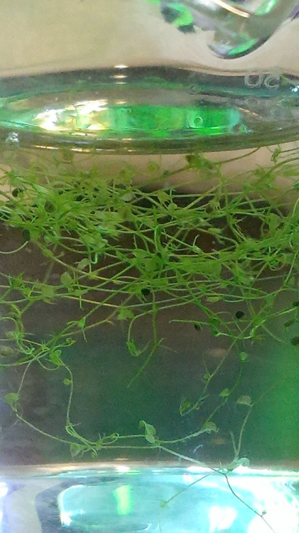 IMAG0661.jpg