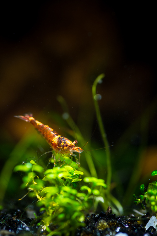 _DSC3720.JPG