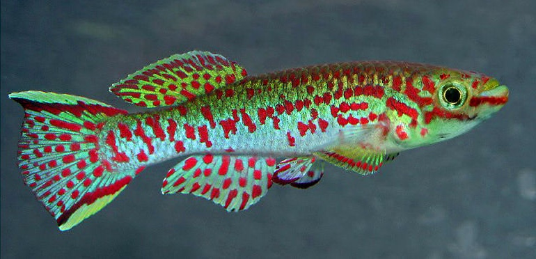 fundulopanchax gardneri Nsukka.jpg