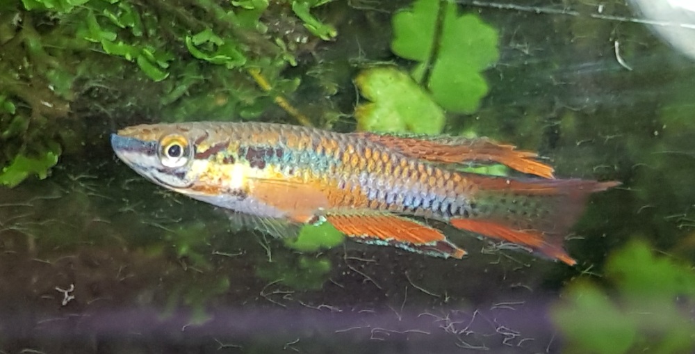 Aphyosemion Bitaeniatum.jpg