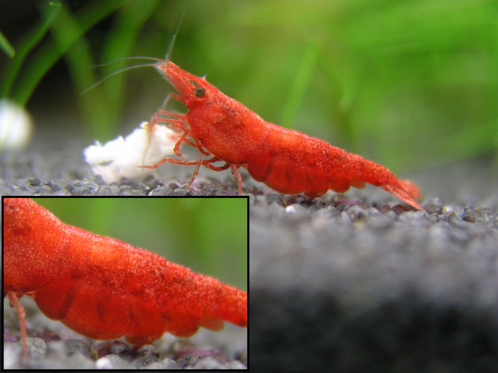 RCS 2.jpg
