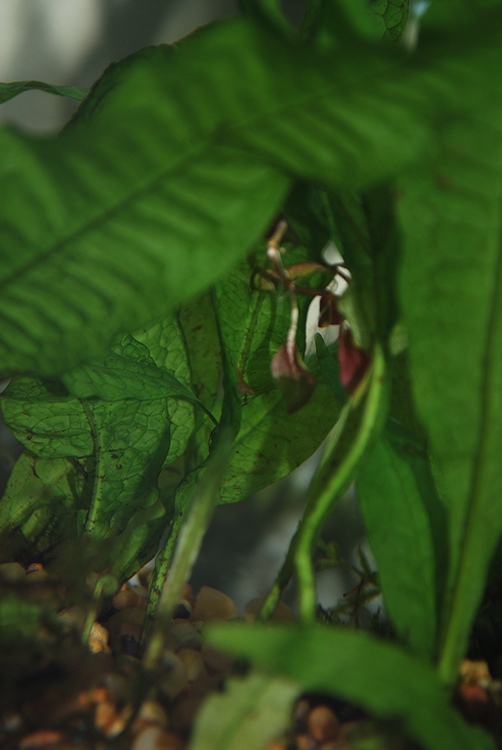 shrimplet.png