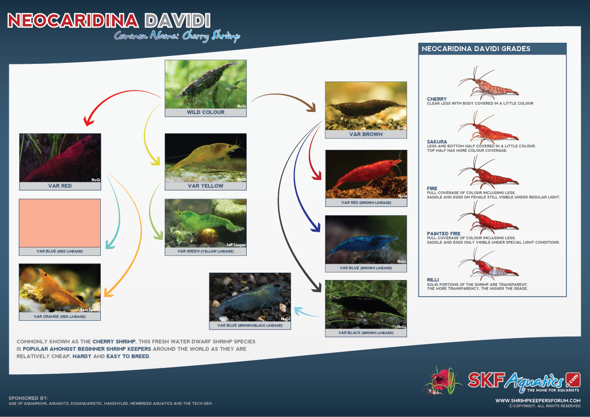The Cherry Shrimp Grading & Pattern Guide (Neocaridina davidi ...