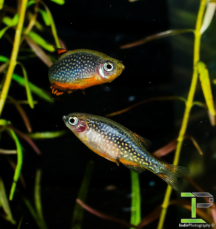 More information about "Breeding - Celestial Pearl Danios"