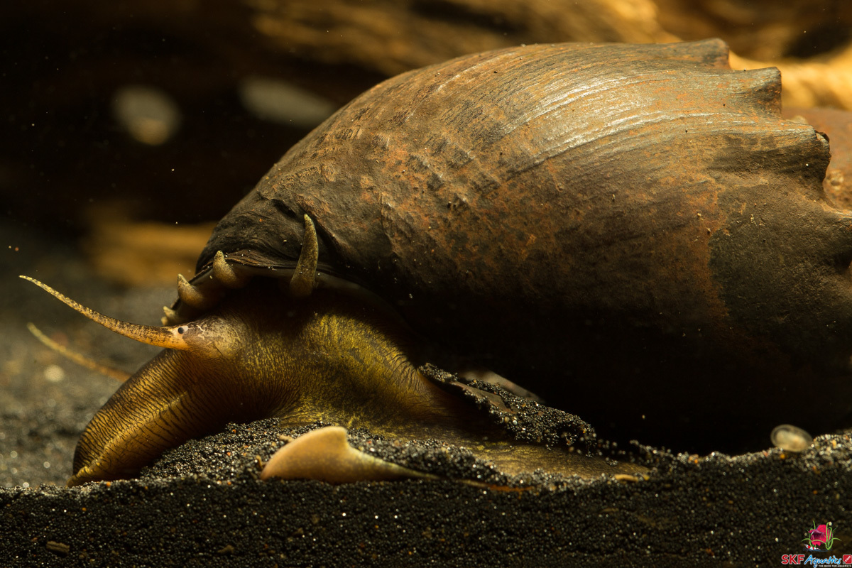 More information about "Thiara amarula - Spiny Marsh Snail"