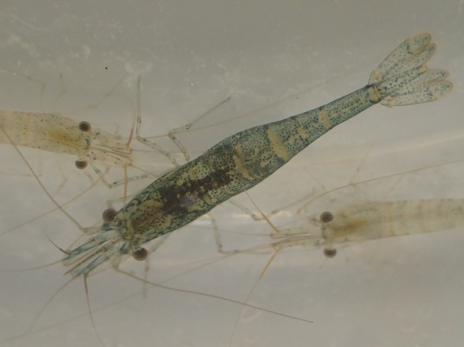 Glass shrimp: genus Other Natives - Shrimp Keepers Forum