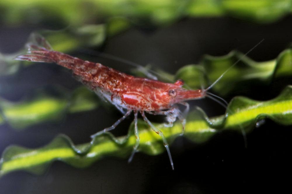 RCS male 2.jpg