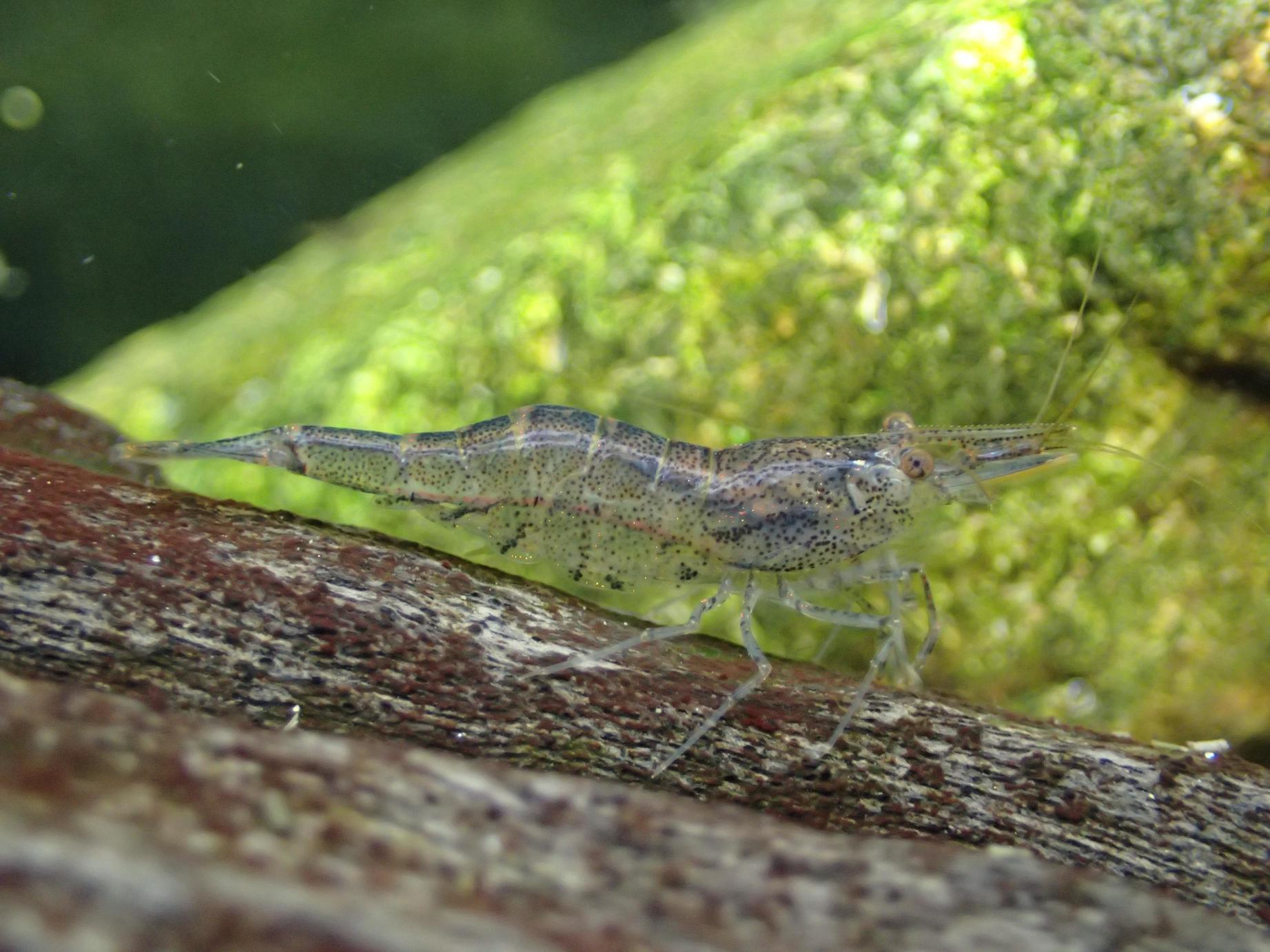 More information about "Glass shrimp: genus Paratya"