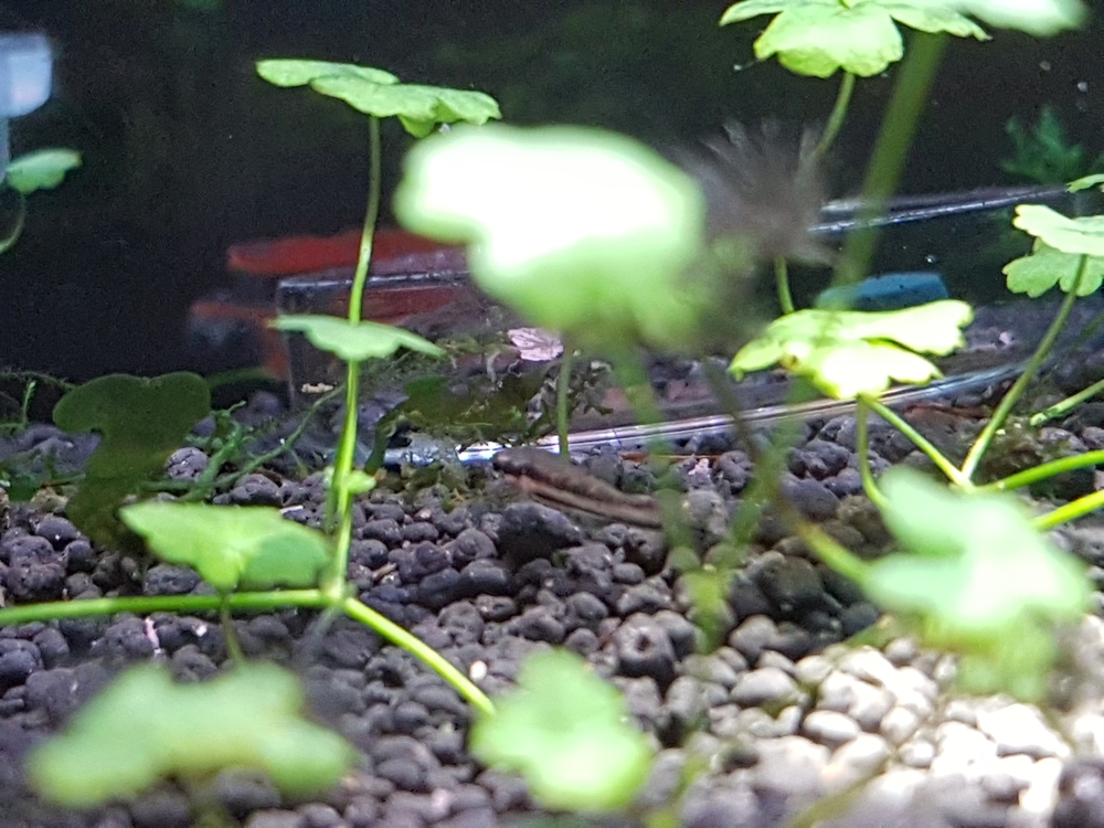 20170307_193527.thumb.jpg.3947ff30b39342dc0f1fbee8b108a9d0.jpg
