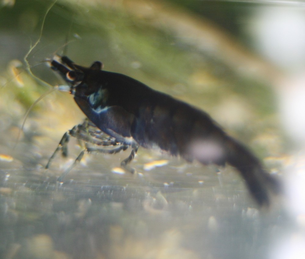 Blue damaged shell v2.jpg