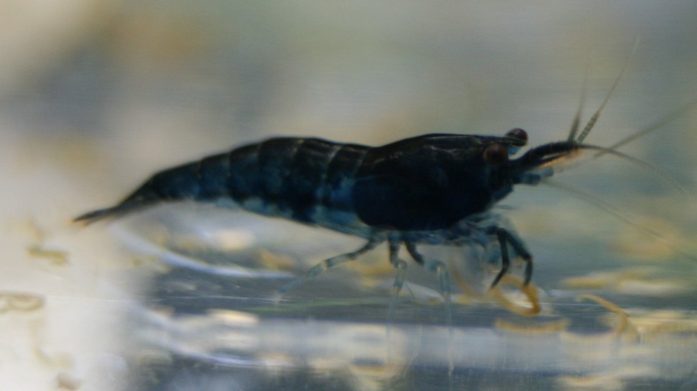 Blue Juvie v4.jpg