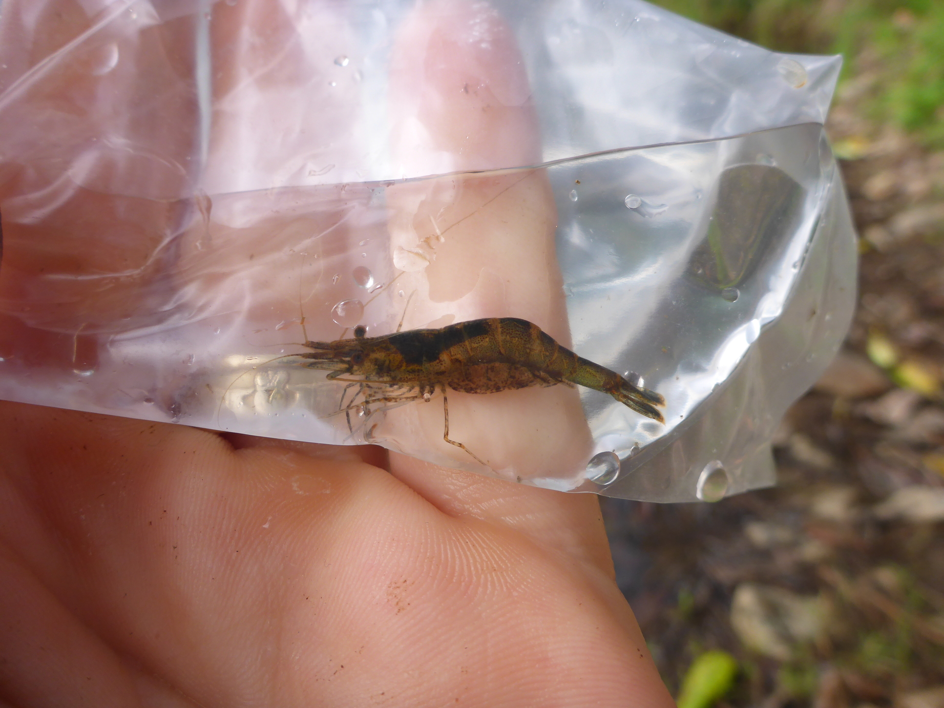 Glass shrimp: genus Paratya - Other Australian Natives - Shrimp
