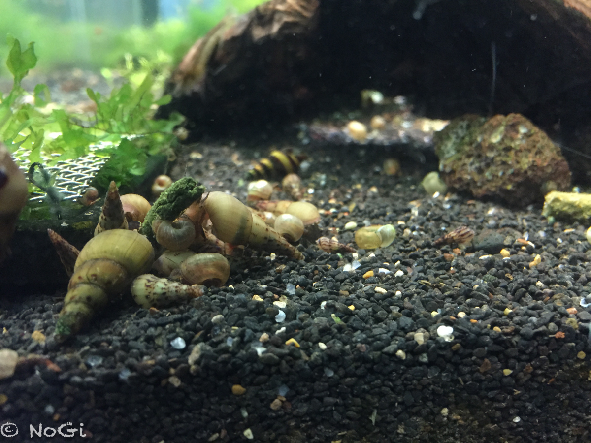 More information about "Melanoides tuberculata - Malaysian Trumpet Snails"