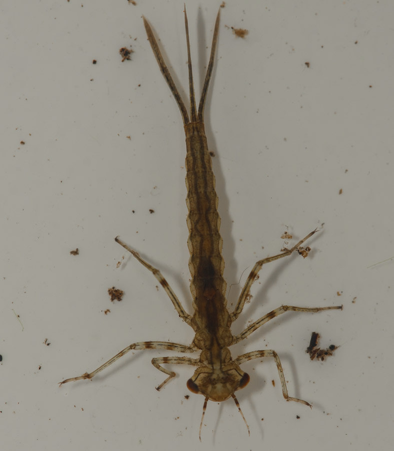 More information about "Odonata Zygoptera - Damselfly nymph"