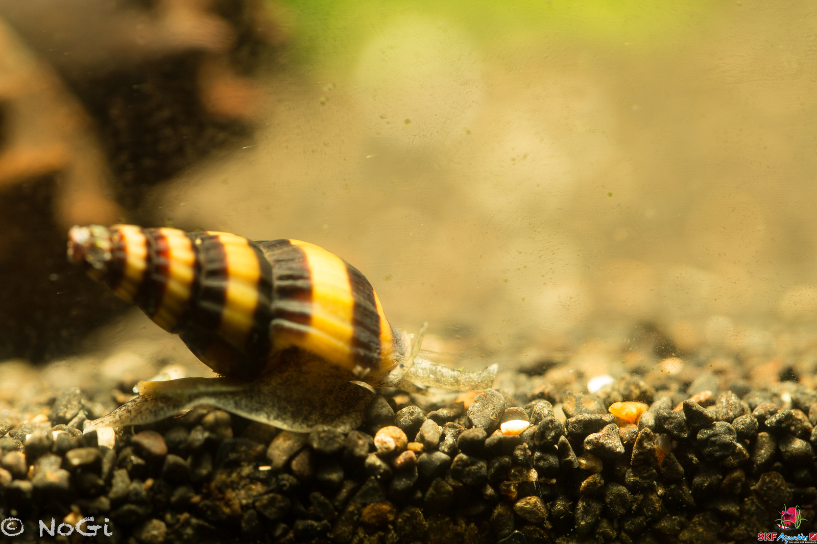 More information about "Clea helena - Assassin Snail"