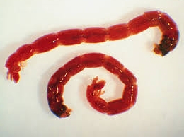 bloodworms.jpg.9350b55151fea122ba8758c523fb52f5.jpg