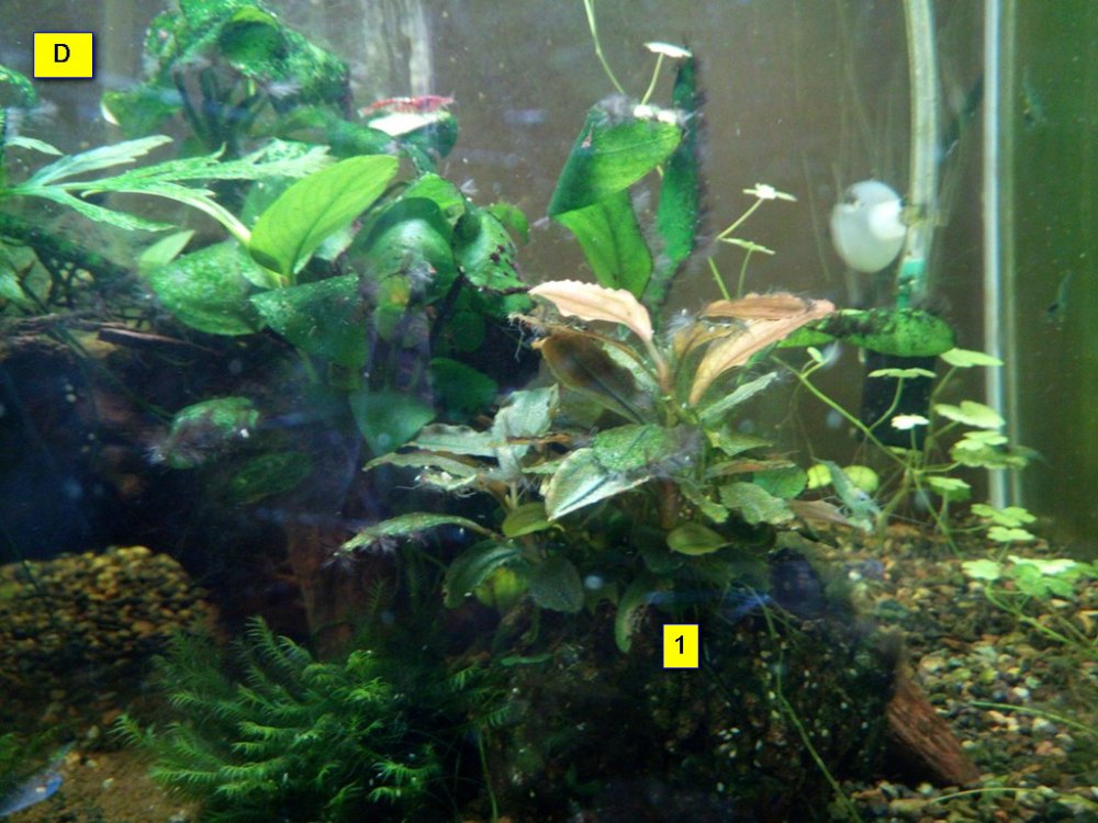 599a43c927f10_BuceD.thumb.jpg.5f42a41398eb844d74559fa0eccb6122.jpg