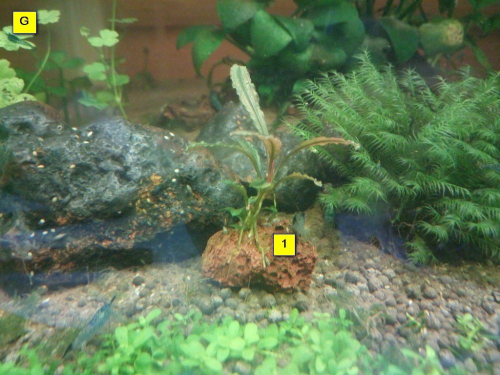 599a43cc6ce7d_BuceG.thumb.jpg.1da2de03d32b4c1410b2d85bbed5cae4.jpg