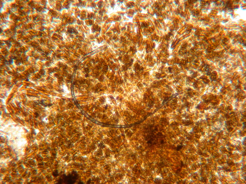 DSCN3041.thumb.JPG.43ac68aec94cda1aec5dc8eff08e5d69.JPG