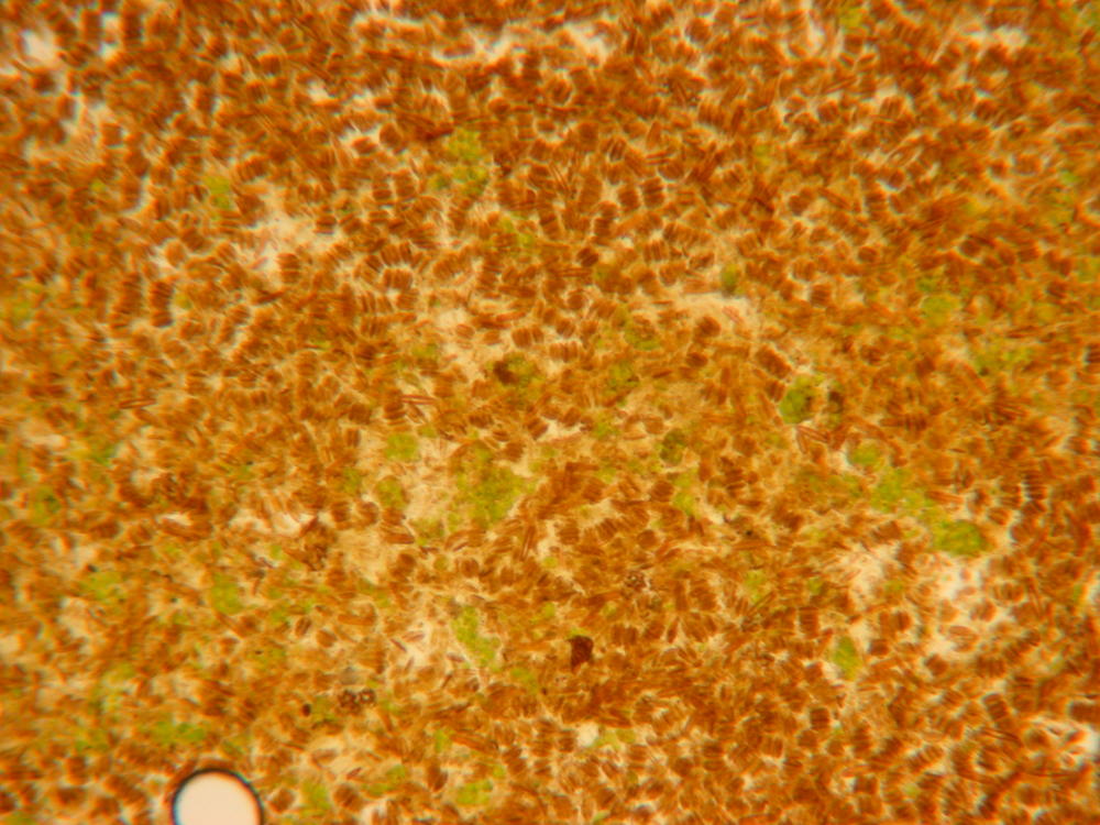 DSCN3294.thumb.JPG.ec14b7d7231047dd7fc817cade3f3bbd.JPG
