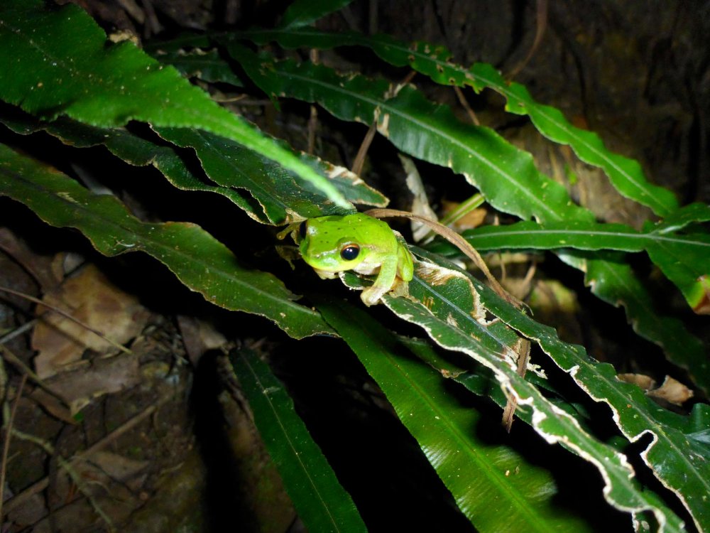 P1010674-P50.thumb.jpg.c0fb393f4e571651c5cf20c00958bedc.jpg