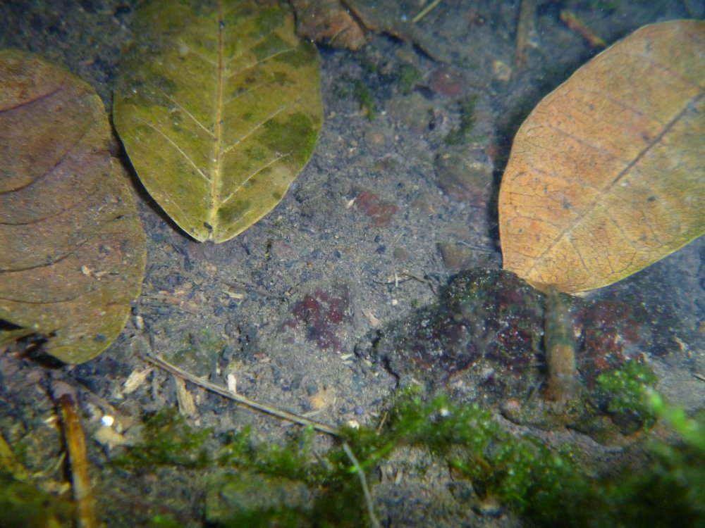 P1040863.thumb.JPG.183af958593d4b046c48b6d82f5ce6ae.JPG