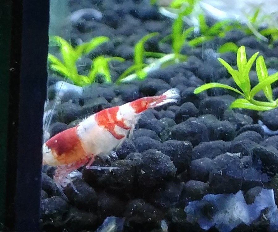 shrimp2copy.jpg