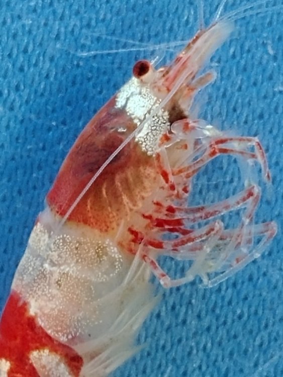 shrimp5copy.jpg
