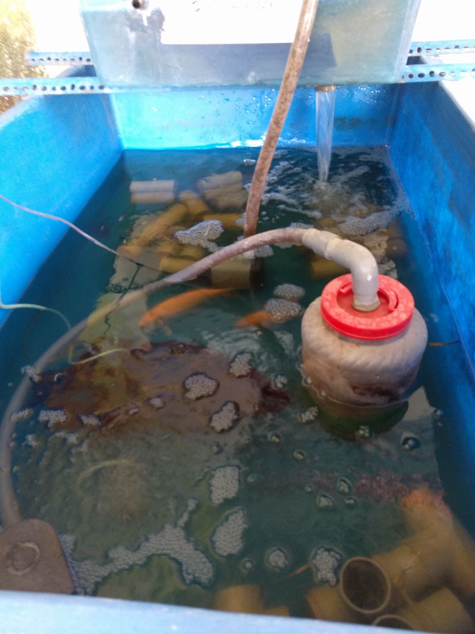 Breeding Australian red claw in tanks - Freshwater Crayfish