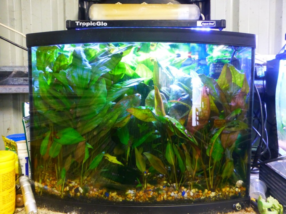 Red Cherry tank.JPG