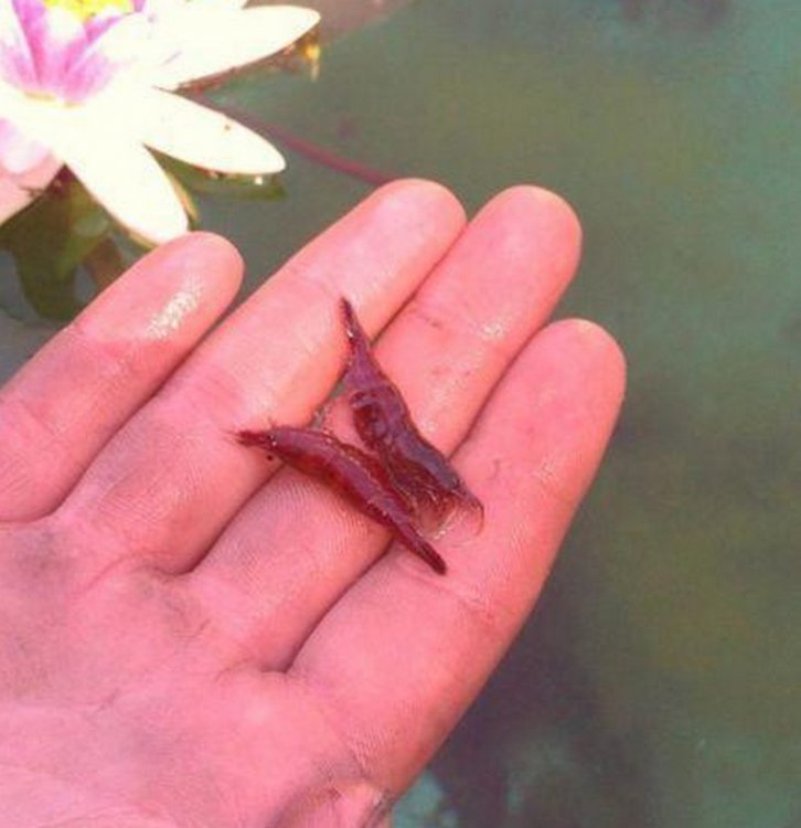 5a4aeba944a9c_Pondcherry.thumb.jpg.4d813530bf69ad3a66796411958e1b8b.jpg