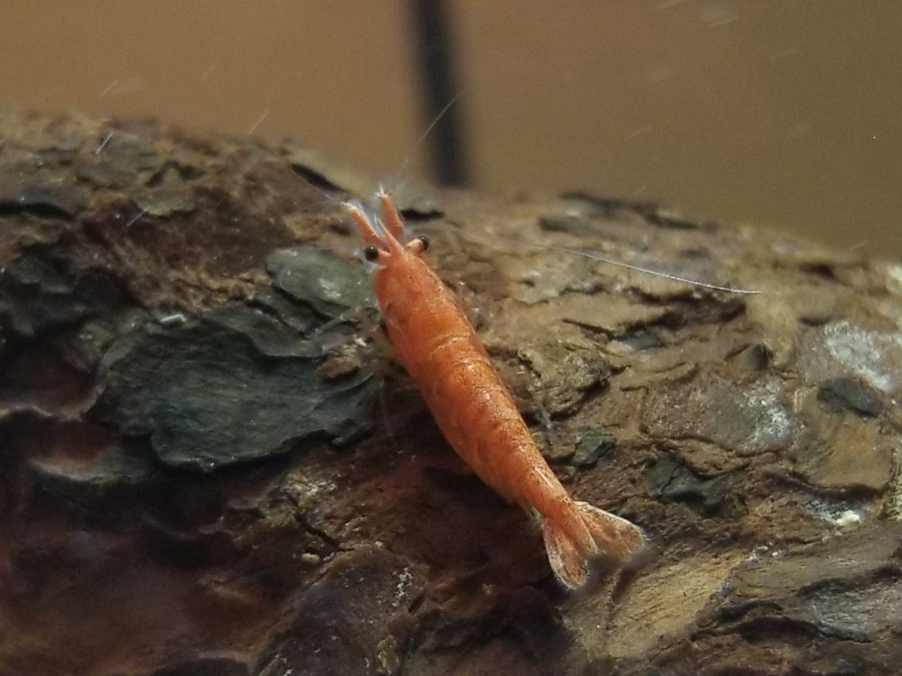 20180222_001336.thumb.jpg.061ae7b8d193650281fde7898edfdfd1.jpg
