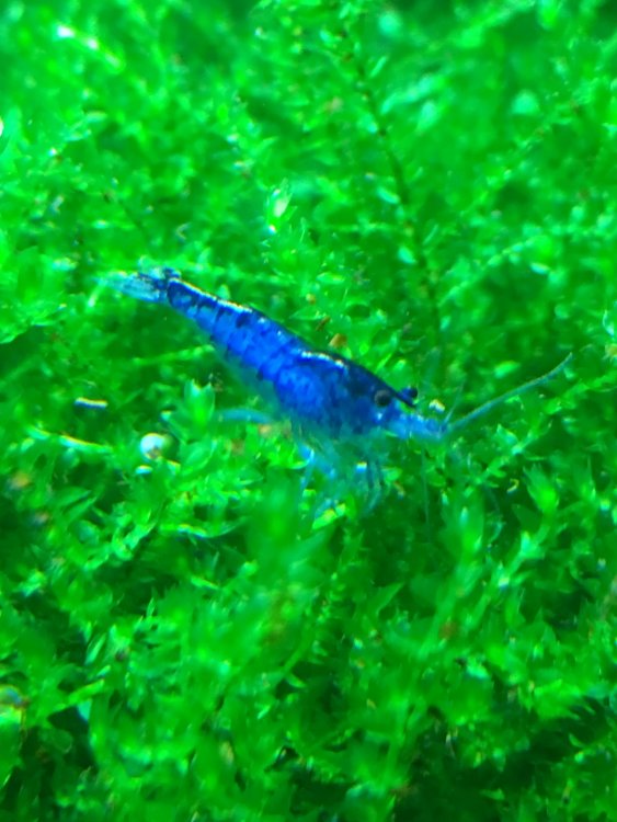 blue.jpg