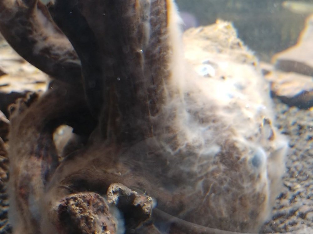 20180529_161201_HDR.jpg