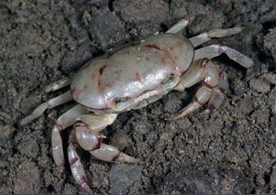 More information about "Australian Freshwater Crab"