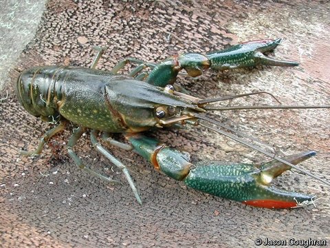 More information about "Redclaw Crayfish ( Cherax quadricarinatus)"