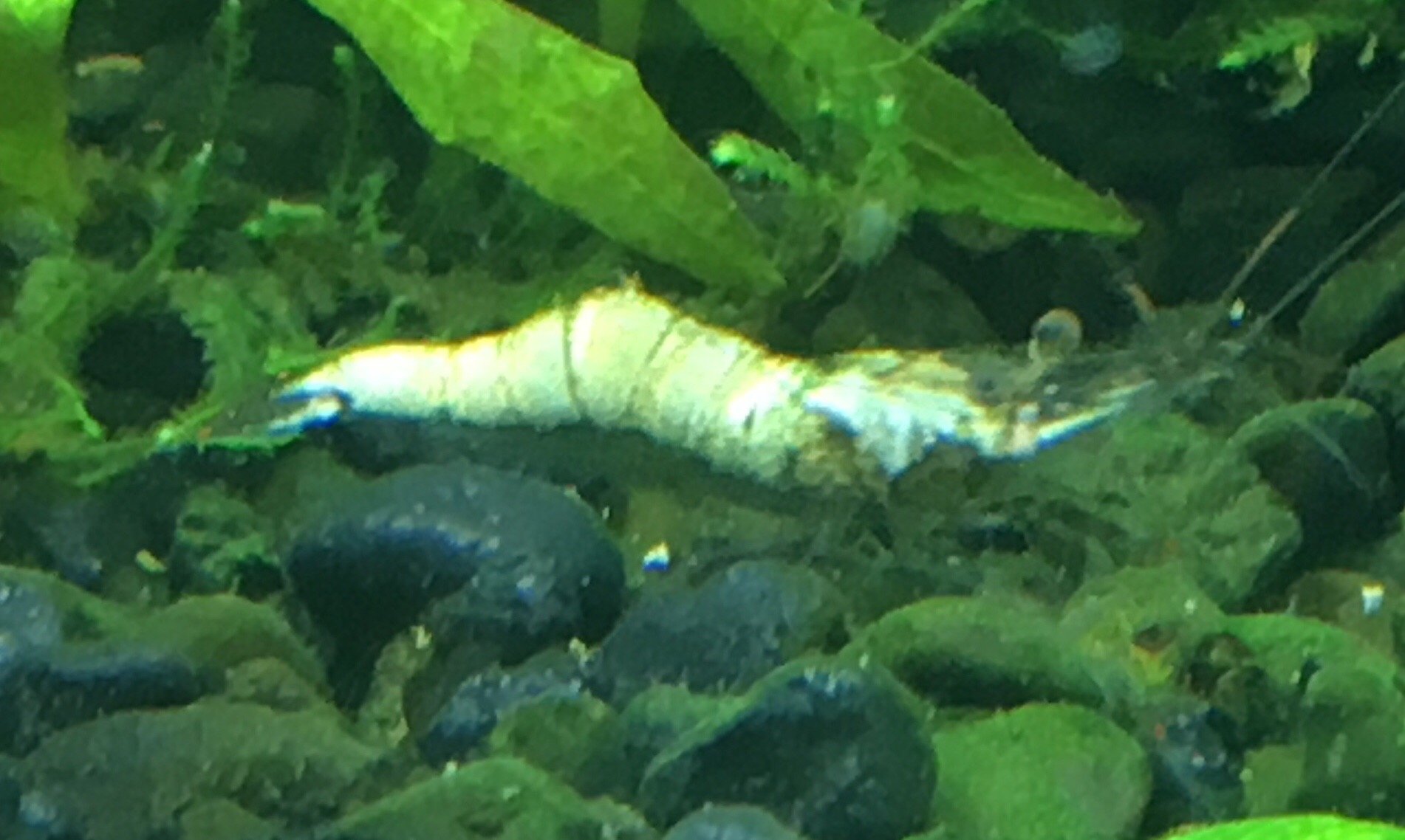 Ghost shrimp turning white