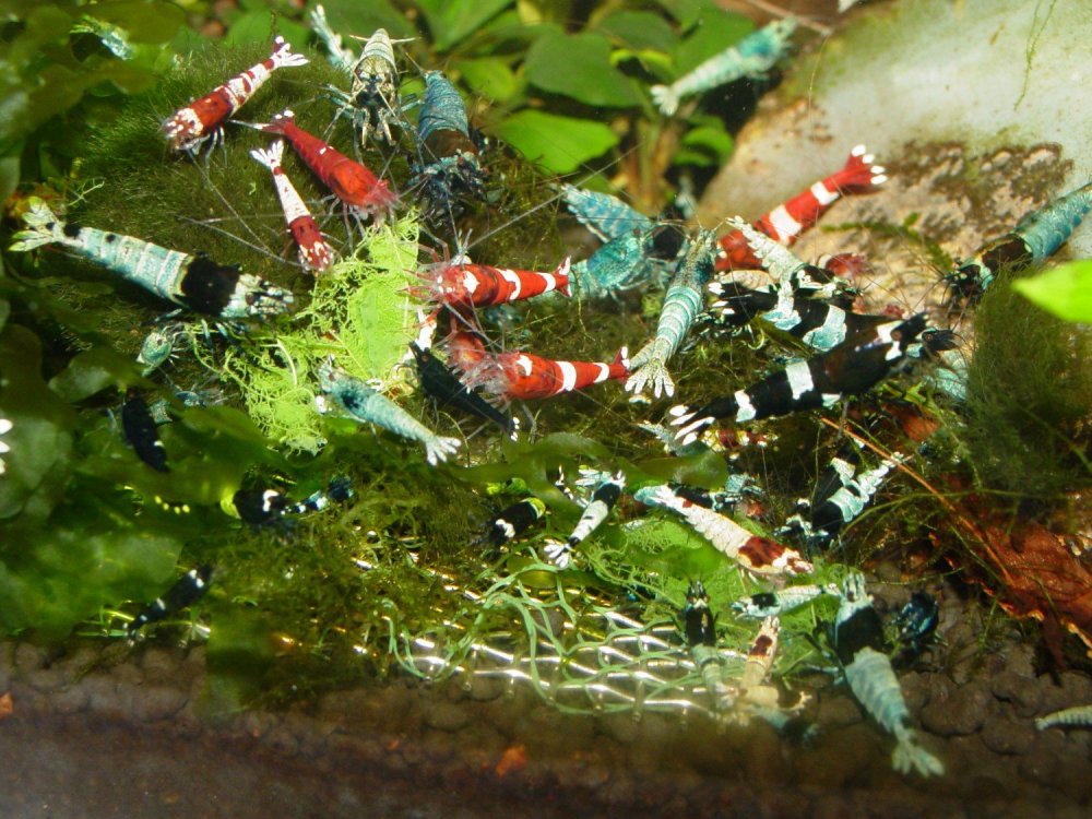 633374603_DSC00370-Edited.thumb.jpg.ef9089c649f81a6792236c3bb7251c6e.jpg