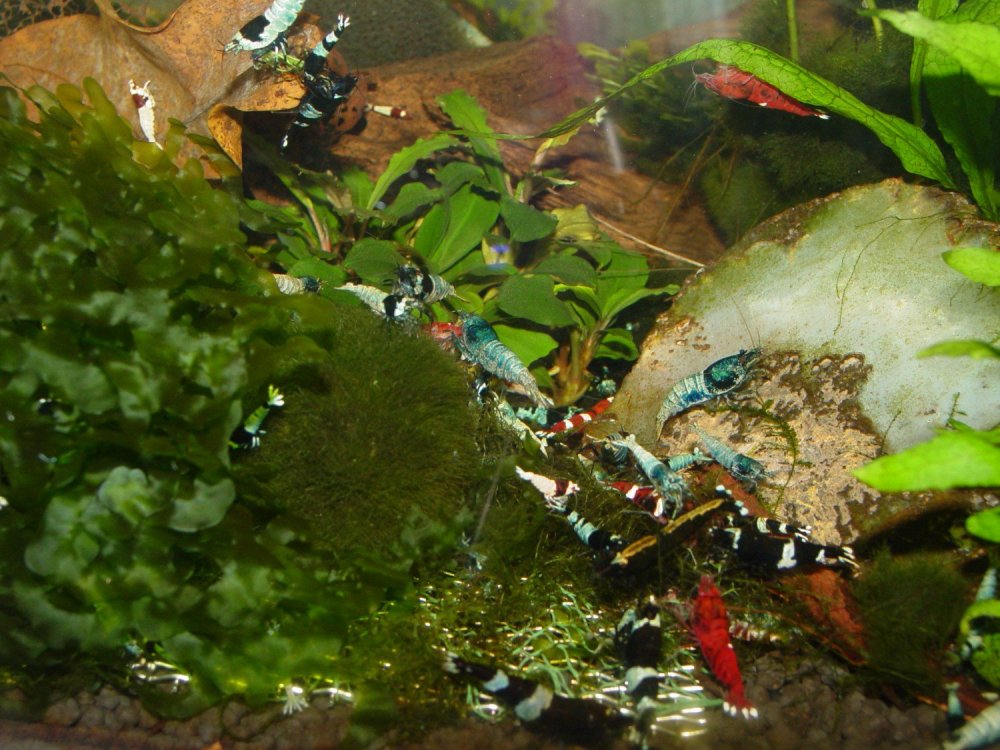 895405468_DSC00374-Edited.thumb.jpg.3347126181f78f9a2b5ce6ffbd39fd00.jpg