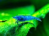 Blue-Velvet-Shrimp.jpg.64bf656e181562a6b9221c187cf37404.jpg