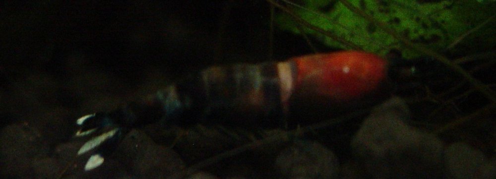 DSC00529.thumb.jpg.0140609df6ad8913ea8752ee6ea8b814.jpg