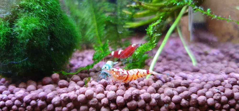 shrimp1.jpg