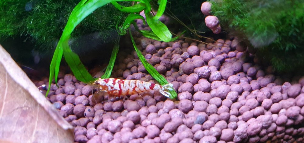 shrimp2.jpg
