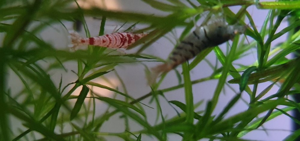 shrimp3.jpg