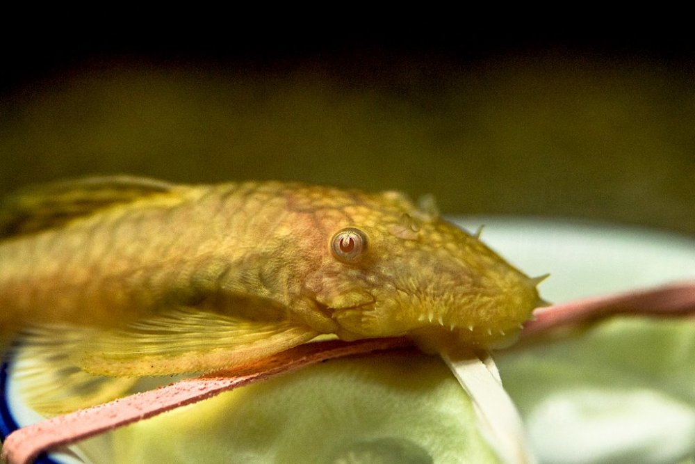 Pleco Bowl 3.jpg